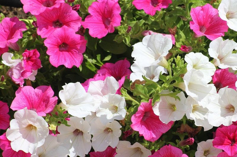 WHADE Petunia double mixed flower Seed  (70 per packet)