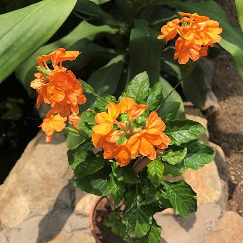 Aro Crossandra, Firecraker Flower Seed  (135 per packet)