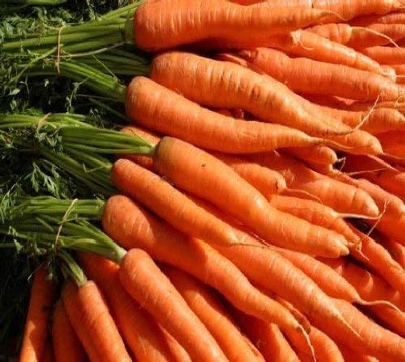 GROUNDOXY CARROT (GAJJAR) SEED CT4 SUPERIOR QUALITY CARROT SEED FOR YOUR HOME GARDENING 100% FERTILIZATION ORGANIC F1 VEGETABLE SEED PRODUCER CHOICE 300 SEEDS PER PACK Seed  (300 per packet)