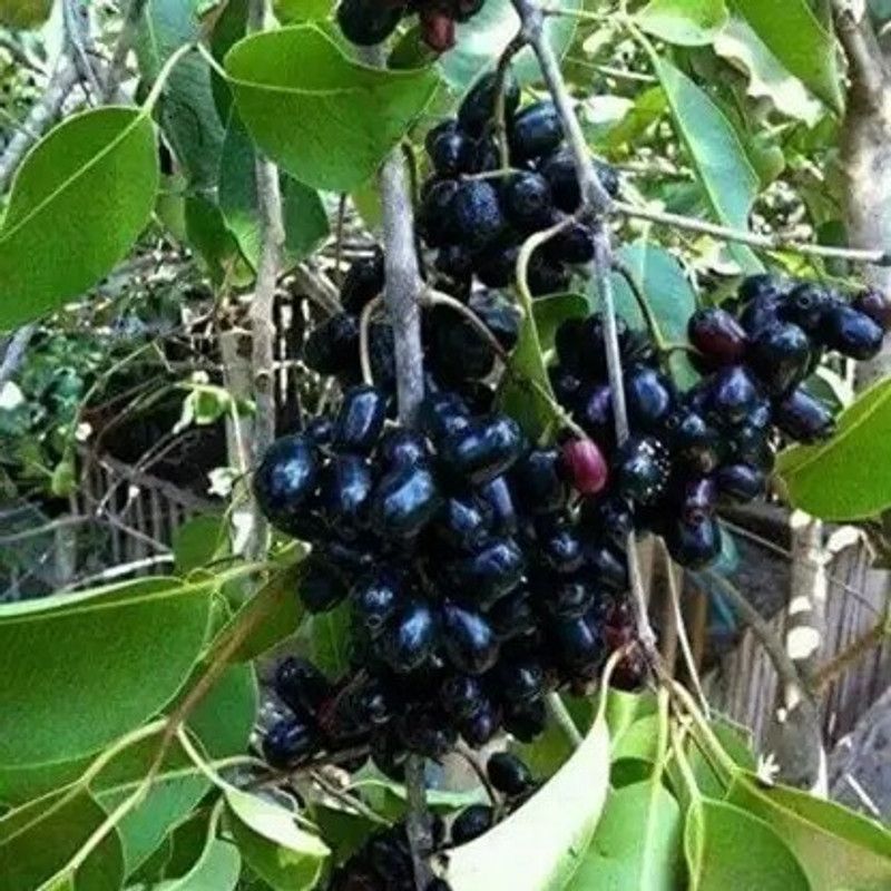 MAA Black Plum, Kala Jamun, Java Plum Seed  (31 per packet)