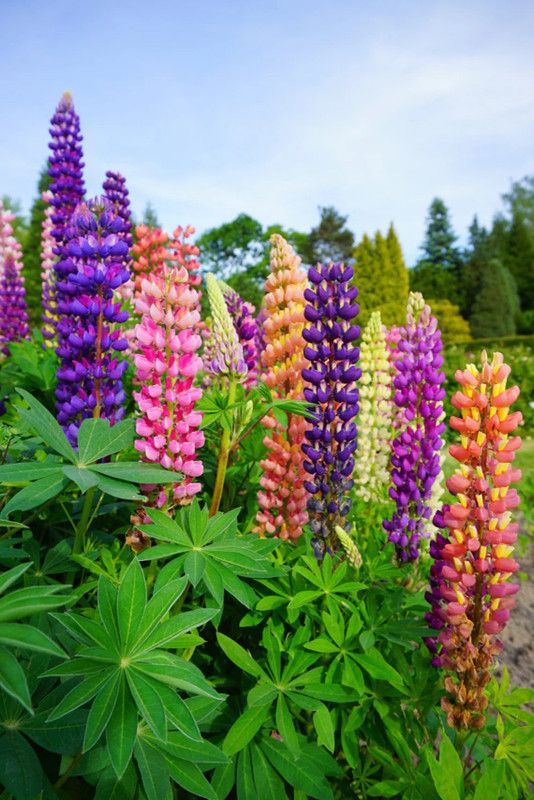 CWAN Russell Lupine Wildflower Seed  (50 per packet)