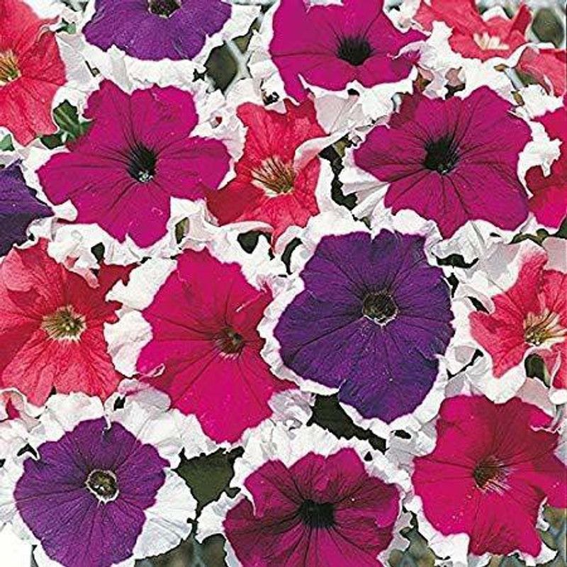 ario Petunia Dreams Rose Morn Flower Seed  (42 per packet)