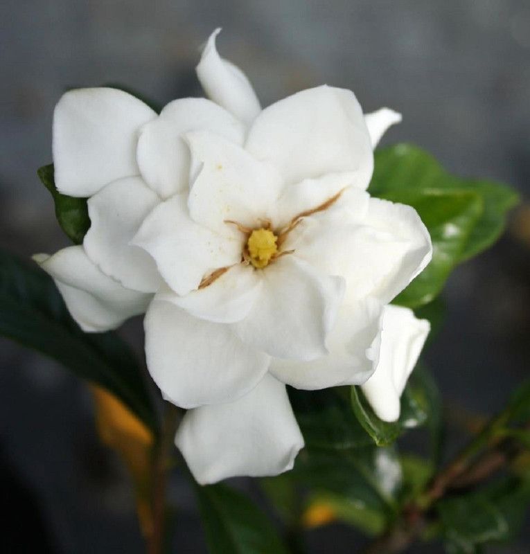 NeLeSa Gardening Jasmine Plant  (Pack of 1)