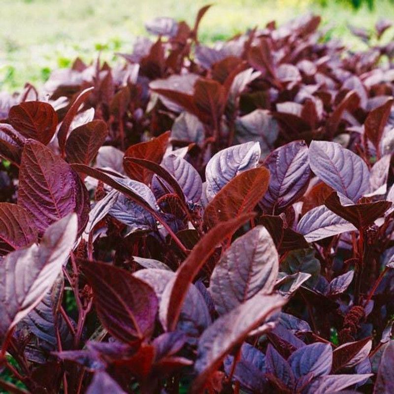 PMB Organic red amaranthus Seed  (20 per packet)