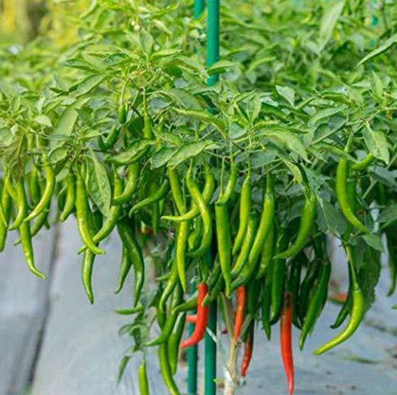 KANAYA Chilli Seed  (325 per packet)