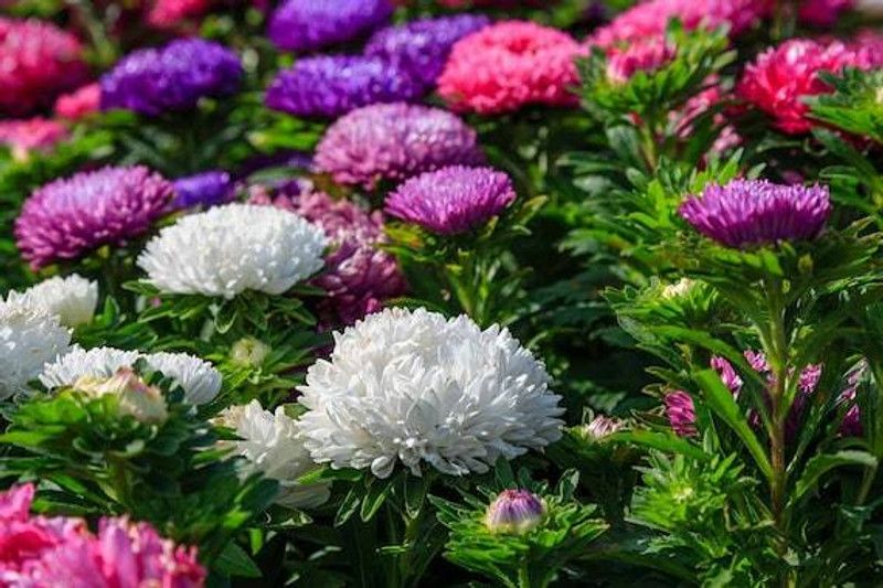 PMB Exotic aster Seed  (39 per packet)
