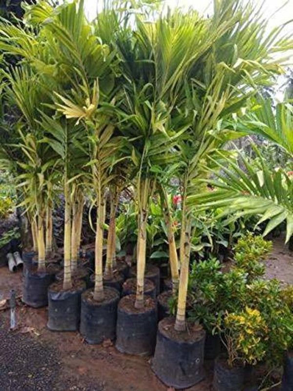 Dream mall Areca Plam  (Hybrid, Pack of 1)
