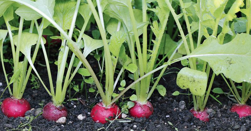 PMB Organic red round radish Seed  (20 per packet)