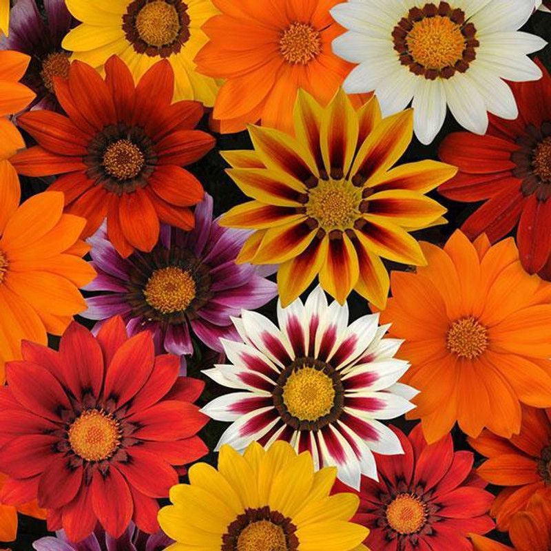 Mozette Gazania flower Seed  (48 per packet)