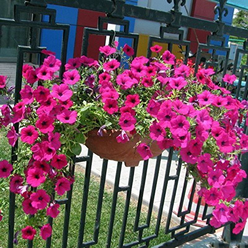 ario Petunia Seed  (22 per packet)