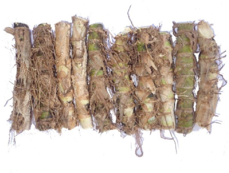 PURE AGROVET ENTERPRISES Dwarf Napier / Small / Sweet / Kuttai Napier Green Fodder Grass slips (10 Slips) Seed  (10 per packet)