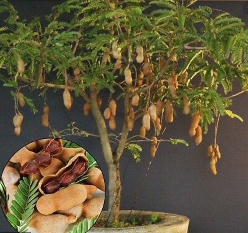 MAITRAANDSONS Tamarind Plant  (Hybrid, Pack of 1)