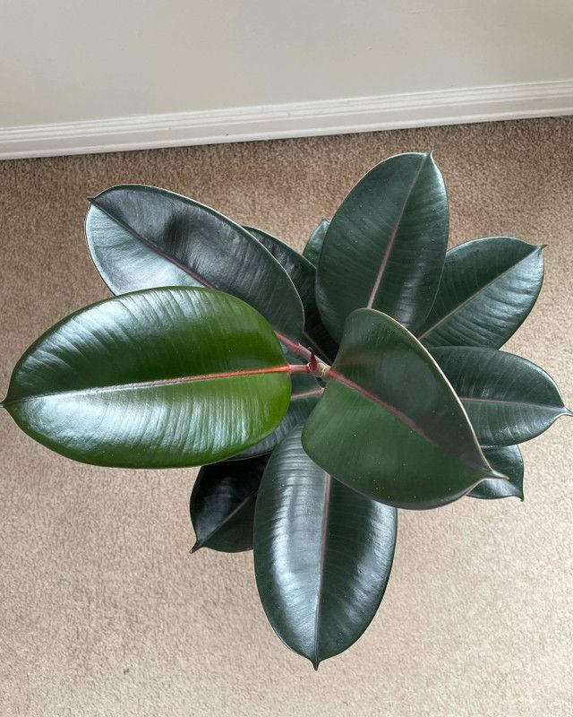 Cloud Farm Rubber Tree  (Hybrid, Pack of 1)