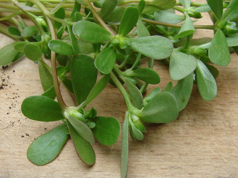 Mozette Kulfa/Purslane Seed  (22 per packet)