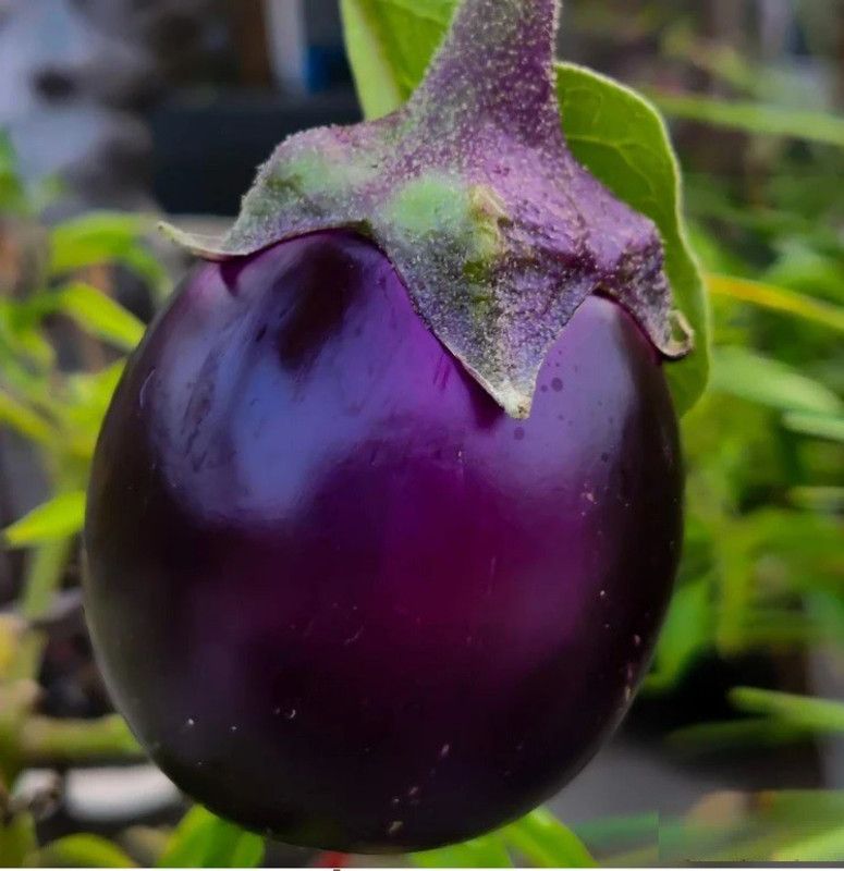 UGRA Indian Eggplant, Purple vankaya Seed  (3500 per packet)