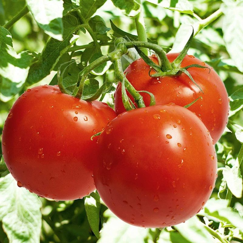 WILLVINE ATS-849 Tomato Seeds - Celebrity Plus Hybrid Seed  (200 per packet)