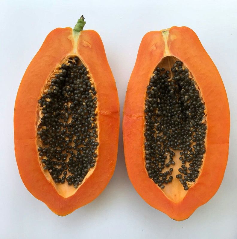 PEARL Red lady papaya 786 taiwan seeds Seed  (100 per packet)