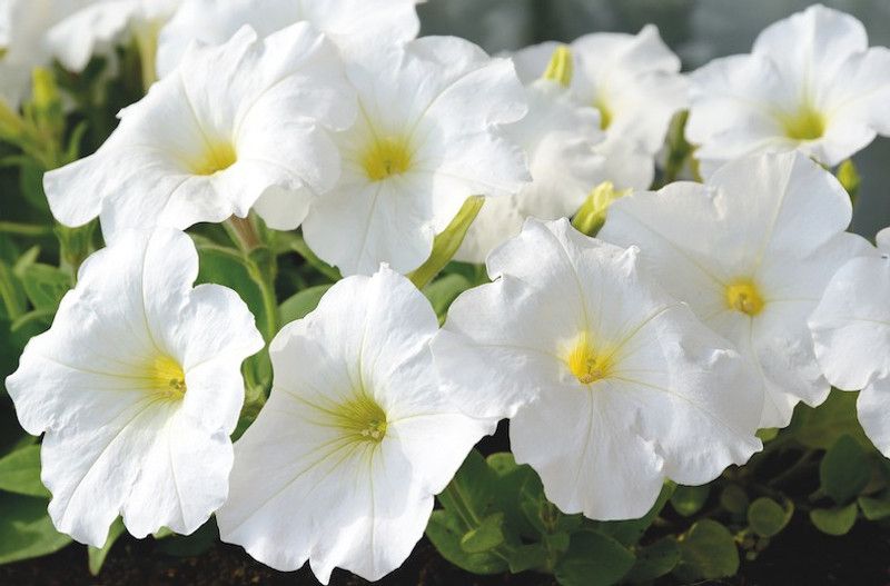 WHADE Petunia-mirage-white Seed  (70 per packet)