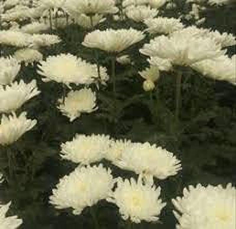KANAYA Chrysanthemum Mix Flower Seed  (120 per packet)