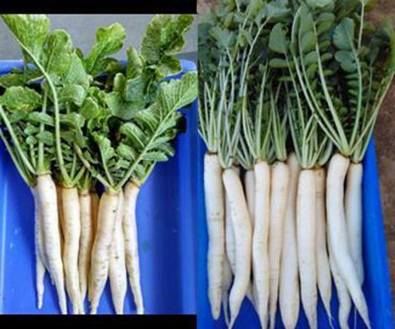Nodoc Organic Radish Seed  (26 per packet)