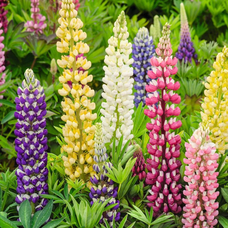 CWAN Organic Lupine Flower Plant Seed  (50 per packet)