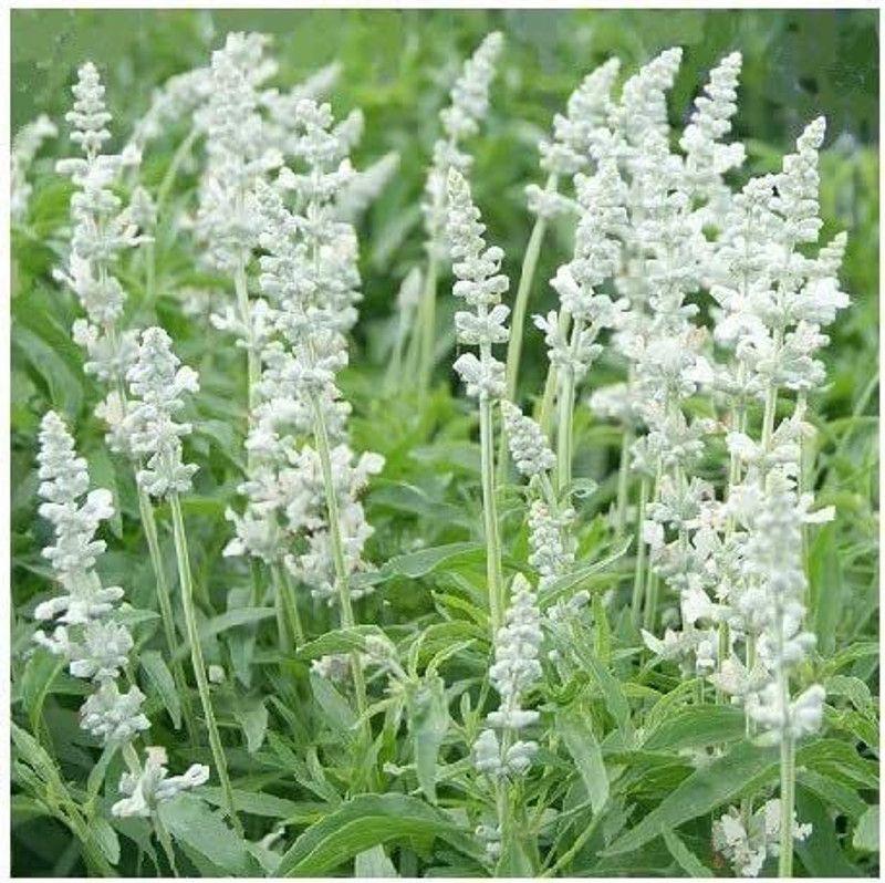 CYBEXIS Salvia farinacea 'Victoria White' / Mealy Cup Seed  (50 per packet)