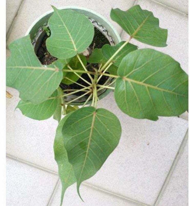 MAITRA AND SONS Ficus Plant  (Hybrid, Pack of 1)