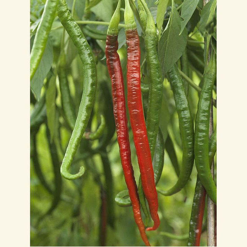 KANAYA Green Chilli Seed  (450 per packet)