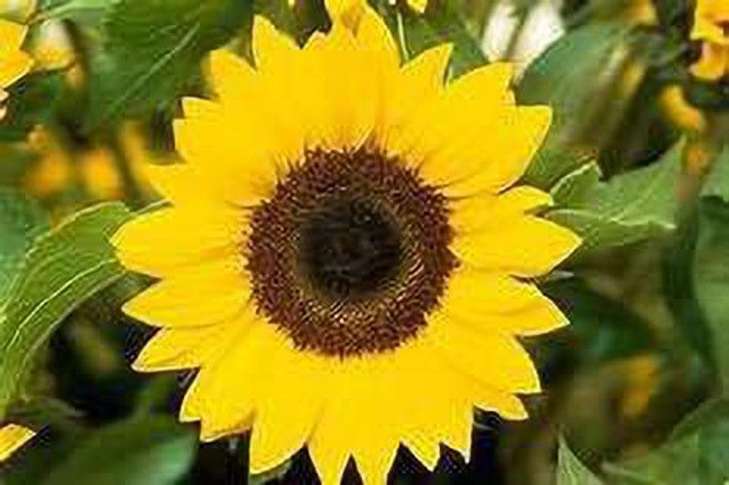 KANAYA Hybrid Sunflower Flower Seed  (20 per packet)