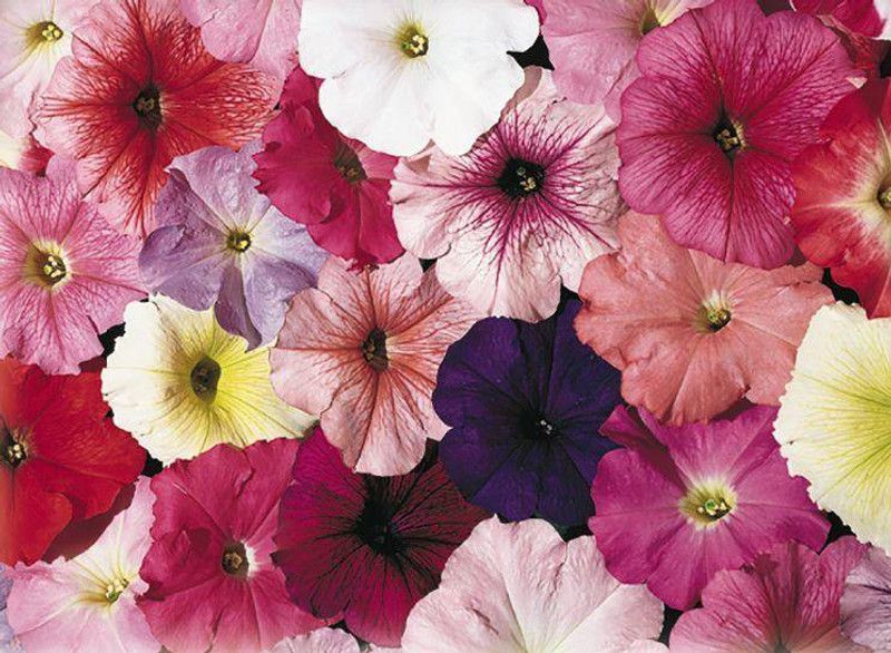 WHADE Petunia Celebrity Regular Mix Flower Seed  (150 per packet)