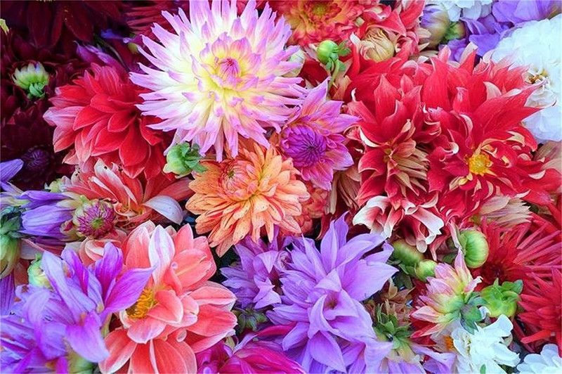 CYBEXIS Rare Flower Dahlia Seeds Dahlia Redleaf Flower Seeds Seed  (50 per packet)