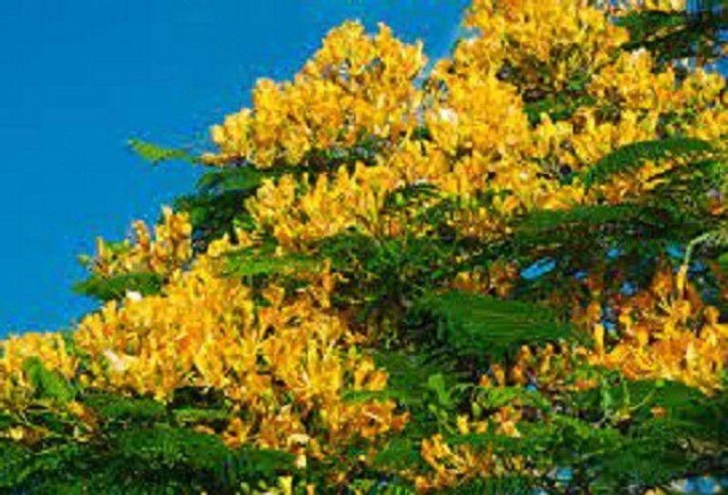 LYRS Yellow Pila Gulmohar Tree FlowerSeed For Home Planting - 275 Seed  (450 per packet)