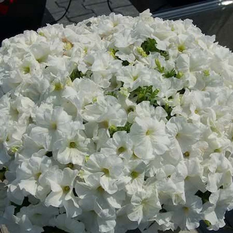 ario Petunia Mixed Colour Flower F1 Hybrid Seed  (225 per packet)
