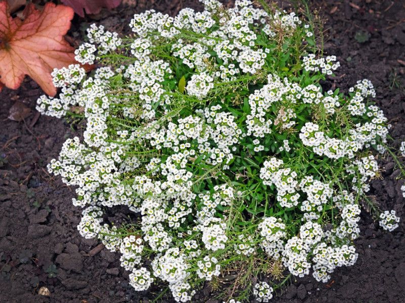 Nodoc Sweet Allyssum Seed  (46 per packet)