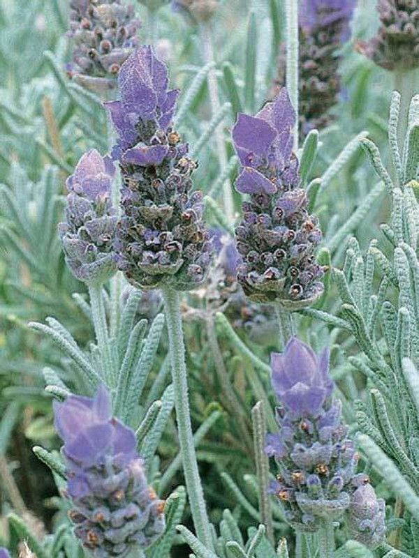 PMB Organic lavender herb Seed  (39 per packet)