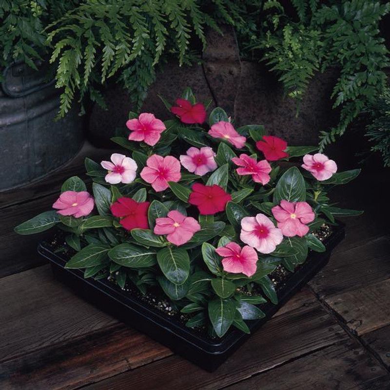 Mozette Vinca Mix Flower Seed  (100 per packet)