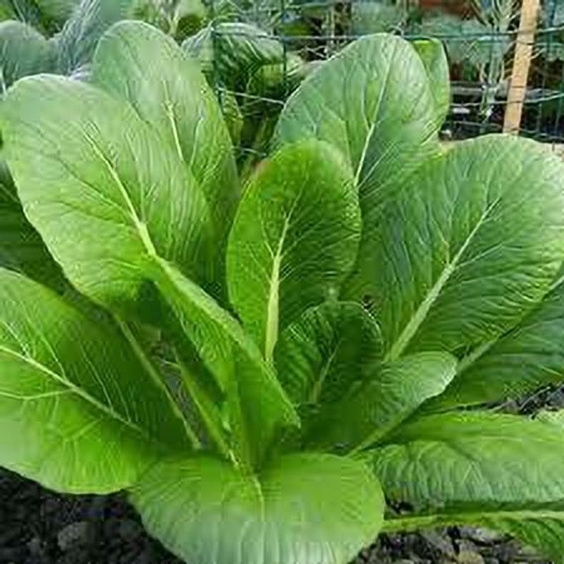 Mozette Organic mustard leaves Seed  (18 per packet)