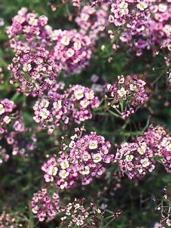 PMB Exotic sweet allysum Seed  (29 per packet)