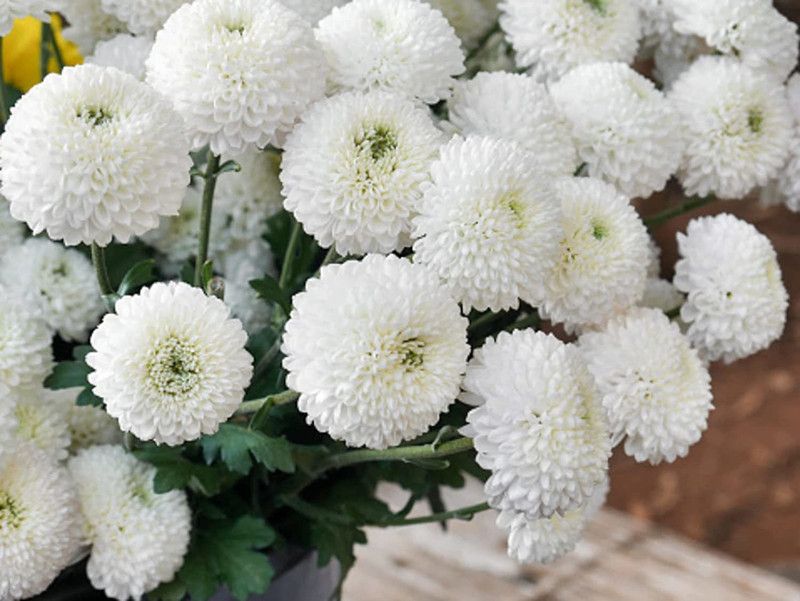 KANAYA Chrysanthemum Mix Flower Seed  (105 per packet)