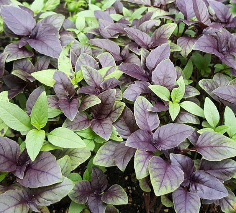 WILLVINE KGF -8 Basil Amethyst Ocimum basilicum Seed  (2000 per packet)