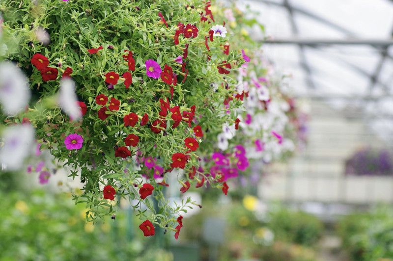 WHADE Multiflora Petunia Flower Seed  (70 per packet)