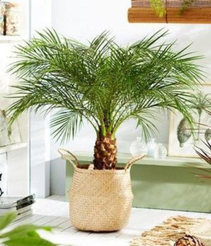 greenhousestore ZZ Plant  (Hybrid, Pack of 1)