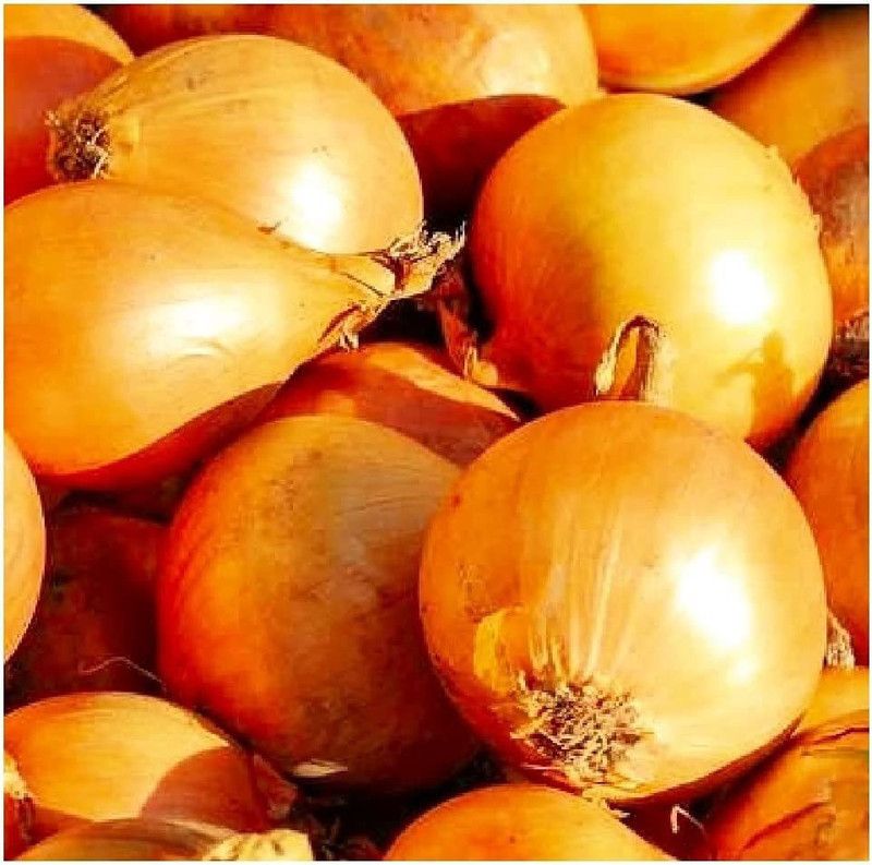 WILLVINE GBPUT-13 Yellow Sweet Spanish Onion Seeds Seed  (2000 per packet)
