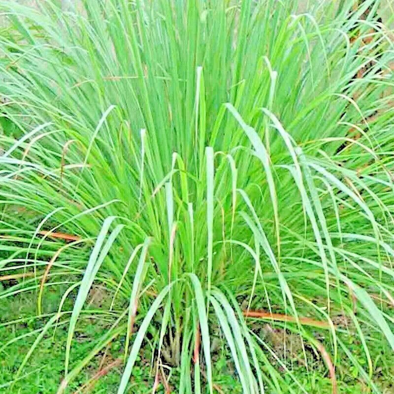 PMB Organic lemon grass herb Seed  (29 per packet)