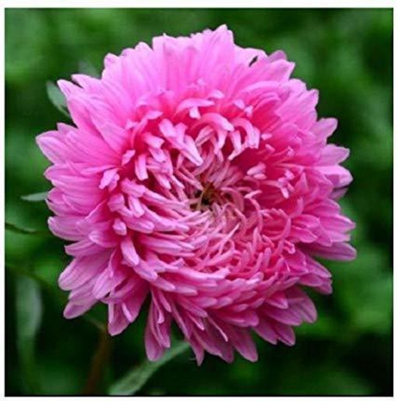 KANAYA Chrysanthemum Flower Seed  (50 per packet)