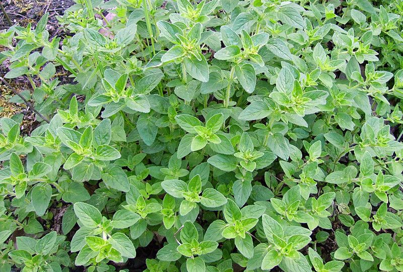 PMB Organic oregano herb Seed  (29 per packet)