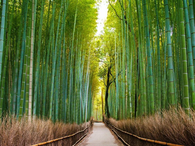 Mozette Exotic bamboo Seed  (34 per packet)