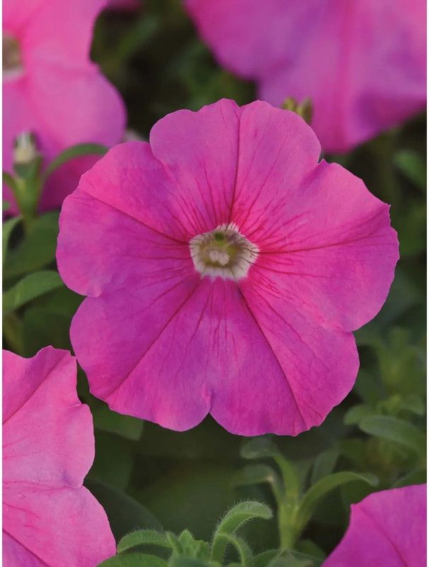WHADE Petunia, Pinkie Pop Hybrid Seed  (150 per packet)