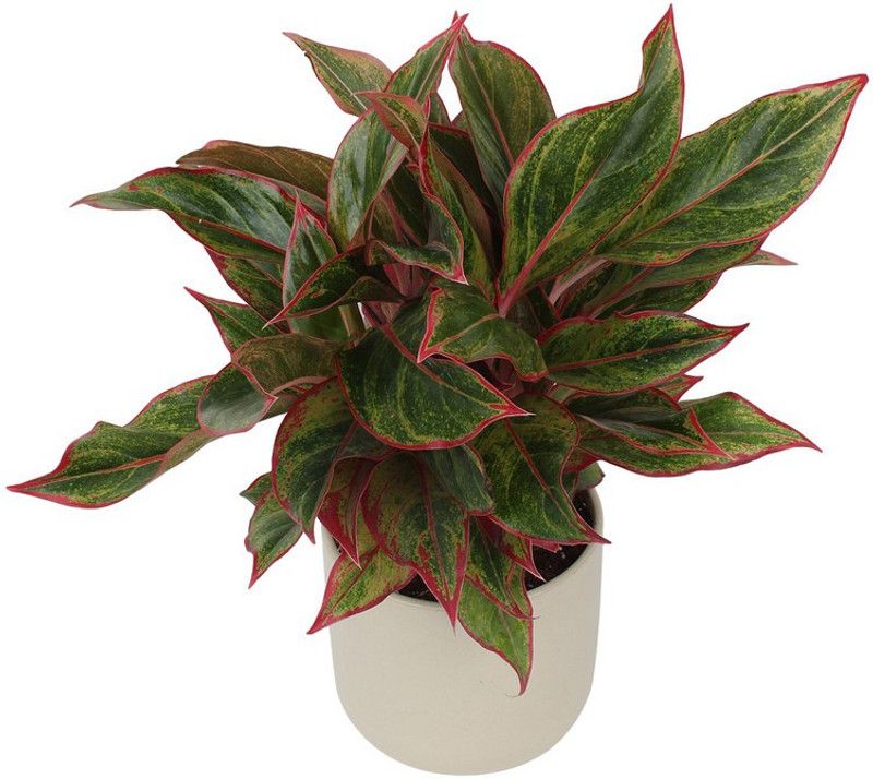 Dream mall Aglaonema Plant  (Hybrid, Pack of 1)