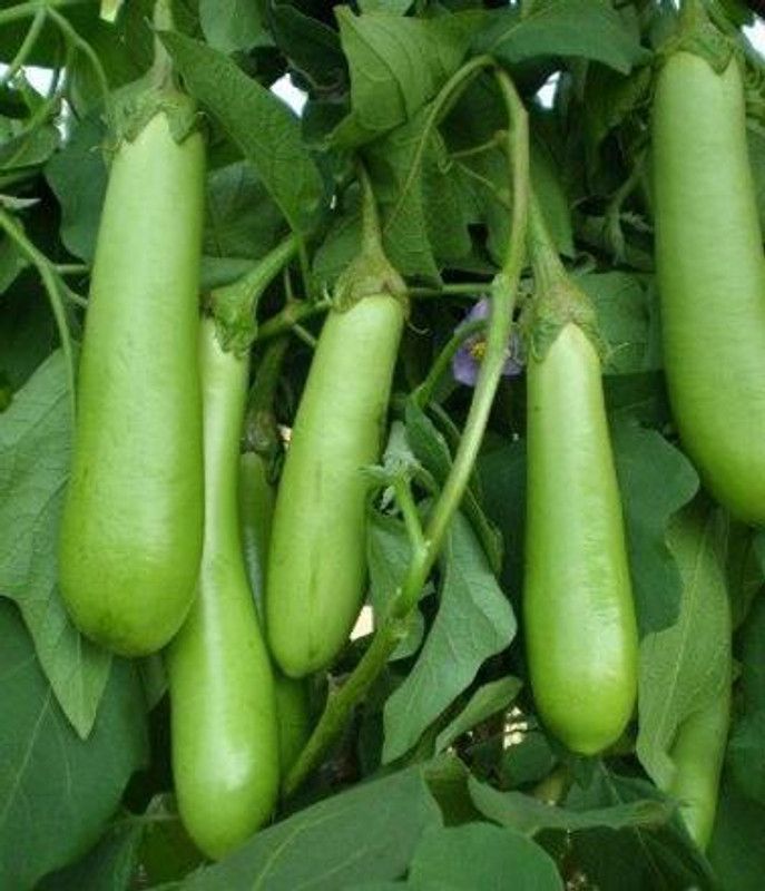PMB Organic Brinjal green long Seed  (32 per packet)